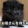 寒い雨の中、お母さんを待ち続けた子猫【MV】