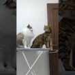 トイガー、ついにブチギレ｜トイガー&ラグドール　#トイガー #ラグドール #catshorts　#猫のいる暮らし #catfunny #大型猫