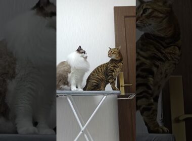 トイガー、ついにブチギレ｜トイガー&ラグドール　#トイガー #ラグドール #catshorts　#猫のいる暮らし #catfunny #大型猫