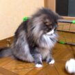 【サッカー⚽️】ワールドカップの選手みたいになれるかにゃ！？ノルウェージャンフォレストキャットとターキッシュアンゴラ