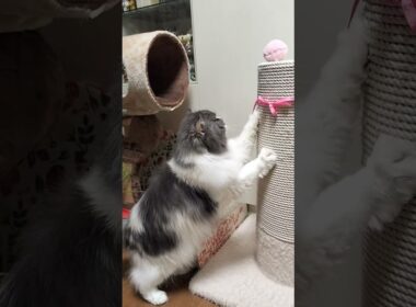 全力猫パンチが全部空振りでしょんぼりな猫😿 High-Speed Air Swipes #猫 #猫のいる暮らし #cat #funnycat #cutecat