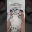 고양이는 왜 캣닢을 좋아할까요?