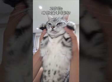 고양이는 왜 캣닢을 좋아할까요?