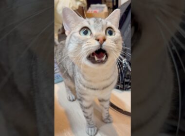 可愛すぎる猫たちと、親バカ飼主の日常!! #cat #猫
