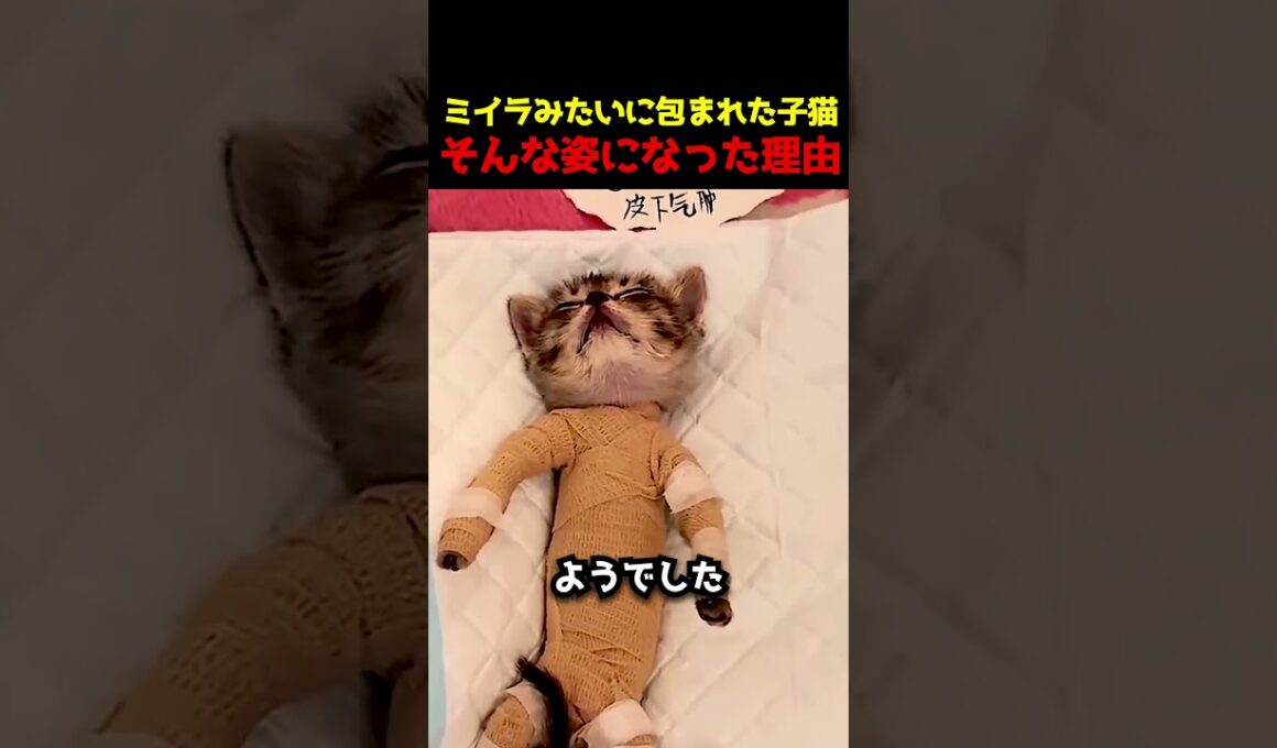 ミイラみたいに包まれた子猫そんな姿になった理由 #子猫 #母猫 #感動ストーリー #猫動画
