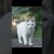 さんぽねこのゆきちゃん #熱海 #ジャパニーズ・ボブテイル #cat #伊豆 #ねこ#猫のいる暮らし #保護猫  #野良猫