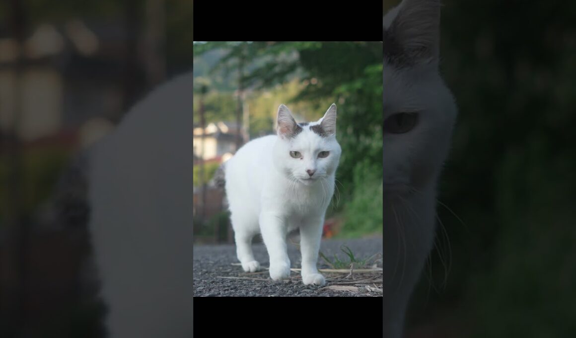 さんぽねこのゆきちゃん #熱海 #ジャパニーズ・ボブテイル #cat #伊豆 #ねこ#猫のいる暮らし #保護猫  #野良猫