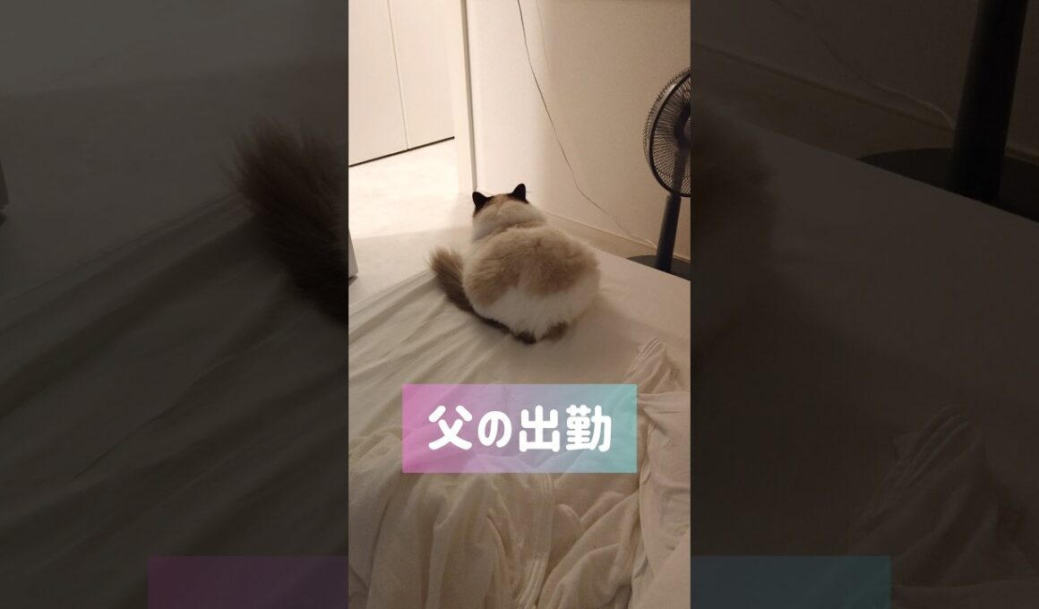 母と二度寝🔅 #shorts #猫 #ラグドール #甘えん坊猫 #ねこ #猫のいる暮らし