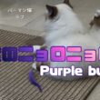 バーマン猫ラフ【紫のニョロニョロ】Purple bug（バーマン猫）Birman/Cat