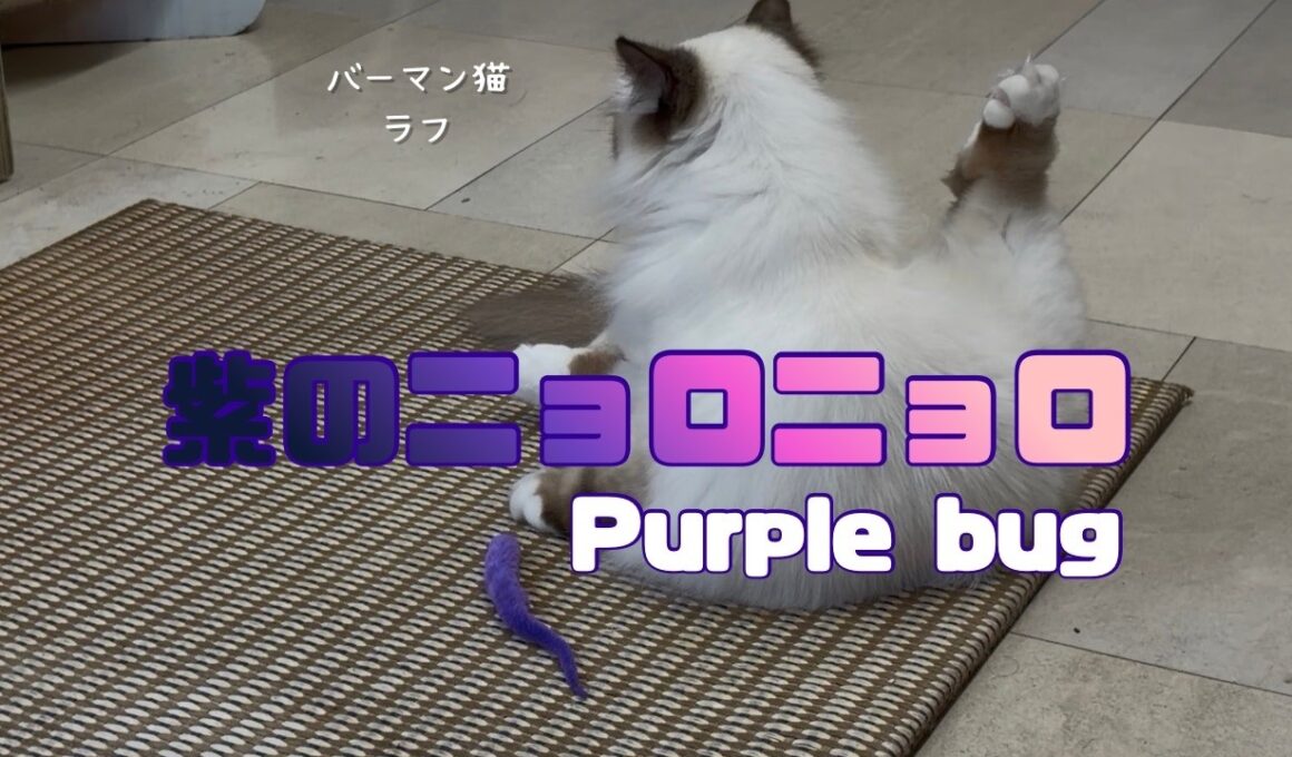 バーマン猫ラフ【紫のニョロニョロ】Purple bug（バーマン猫）Birman/Cat