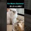 ペルシャ猫ぎんちゃんのお仕置きタイム！？最後のマリーちゃんが可愛いすぎた#ペルシャ猫#猫#猫動画#猫ショート#長毛猫#ふわふわ猫#猫のいる暮らし#多頭飼い#ぎんちゃん#マリーちゃん#猫好き#cat