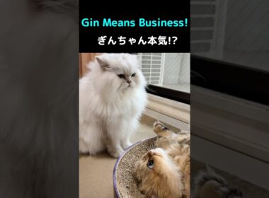 ペルシャ猫ぎんちゃんのお仕置きタイム！？最後のマリーちゃんが可愛いすぎた#ペルシャ猫#猫#猫動画#猫ショート#長毛猫#ふわふわ猫#猫のいる暮らし#多頭飼い#ぎんちゃん#マリーちゃん#猫好き#cat