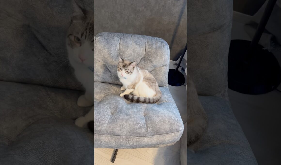 新しいソファを猫に取られた飼い主
