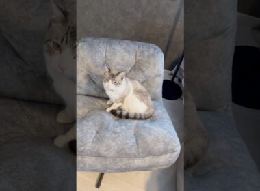新しいソファを猫に取られた飼い主
