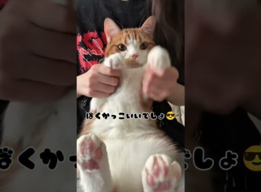 虚無猫マンチカンの顔が可愛いw【リメイク版】  #猫のいる暮らし #猫 #youtubeshorts