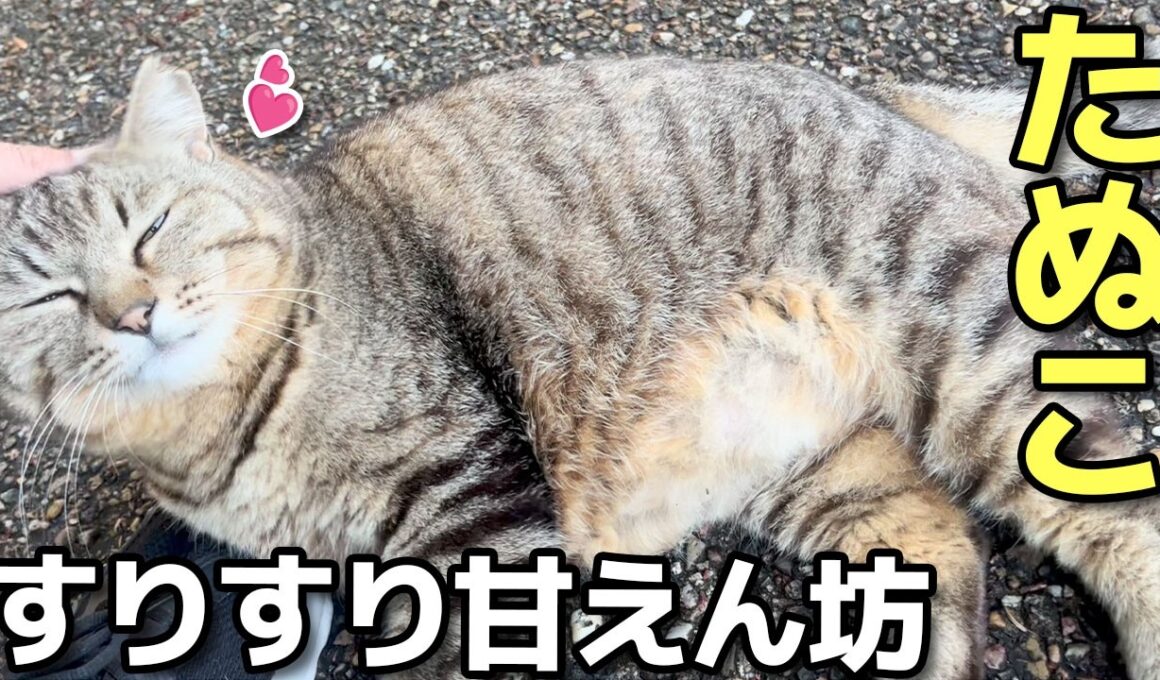 めちゃ甘えん坊なお腹ぽっちゃりキジトラたぬき猫たぬこちゃん、朝ごはんをおかわりする😸（野良猫•地域猫）🐈