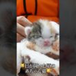 🐱目が開いた頃のしょぼしょぼ赤ちゃん猫🐱   #cat #kitten #猫 #子猫 #ねこ #こねこ #shorts  #保護猫  #猫のいる暮らし