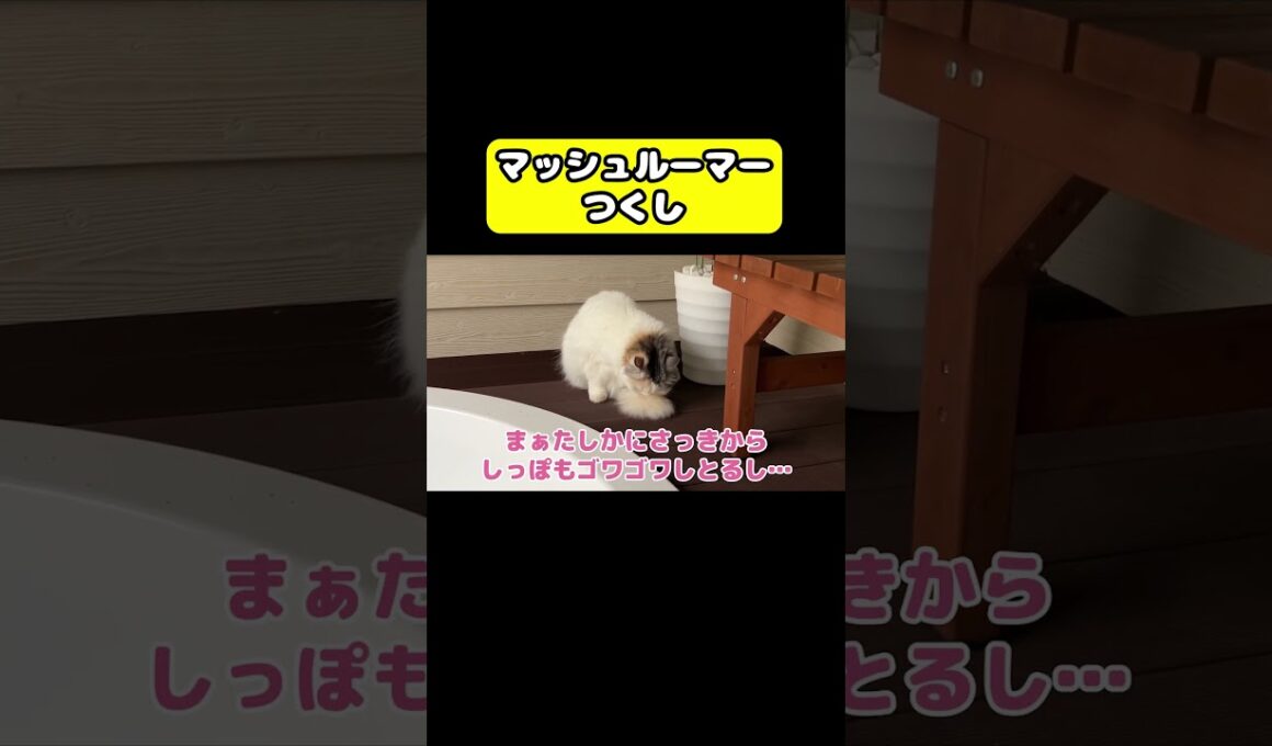 マッシュルーマーつくし　#猫 #おもしろ #アテレコ #ニャンチューバーつくし