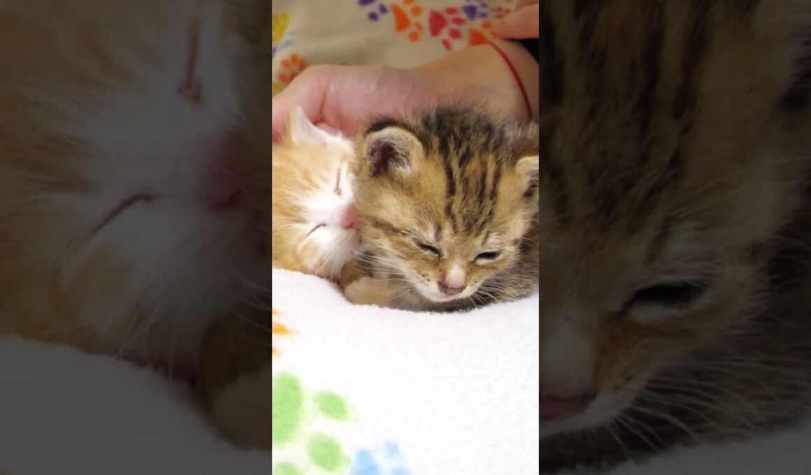 兄猫を見つけて安心したら眠くなっちゃった子猫さん【赤ちゃん猫　保護猫】 #kitten #好きな子猫 #gatto #cat #子ネコ #cute #meow #エウレカねこ部 #kitty