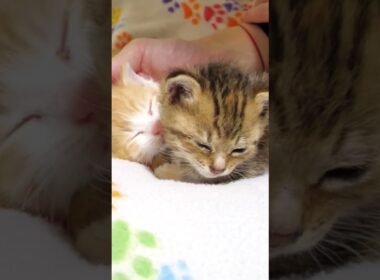 兄猫を見つけて安心したら眠くなっちゃった子猫さん【赤ちゃん猫　保護猫】 #kitten #好きな子猫 #gatto #cat #子ネコ #cute #meow #エウレカねこ部 #kitty
