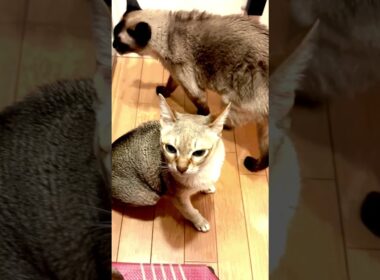 そわそわウロウロご飯待ちをしていたのにご飯が出てきたら食べないで立ち去っちゃうたぬき猫なのにゃ♪ #cat #シンガプーラ #トンキニーズ#たぬき猫#singapura#tonkinese