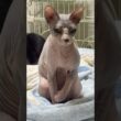 スフィンクス猫チャイの毛繕いについての考察#shorts #cat #猫 #funnycats #sphynx
