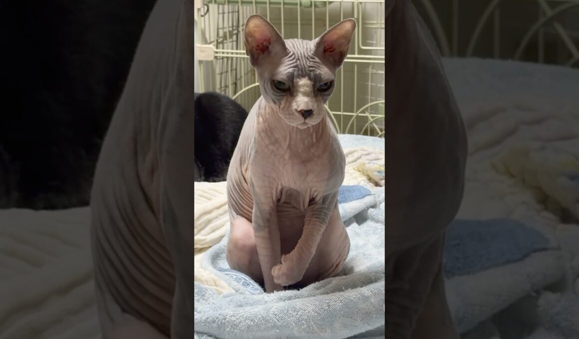 スフィンクス猫チャイの毛繕いについての考察#shorts #cat #猫 #funnycats #sphynx
