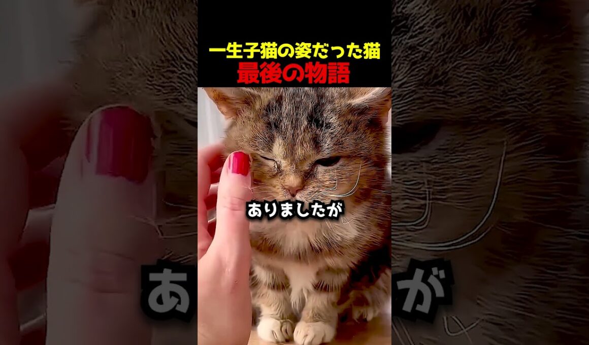 一生子猫の姿だった猫最後の物語 #猫 #フランシス #感動ストーリー #虹の橋