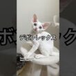 当ゴールデンレックスキャッテリーの子猫。 #デボンレックス #devonrex #ブリーダー #子猫 #こねこ #でぼんれっくす #デボン #巻き毛 #goldenrex #shorts #白猫