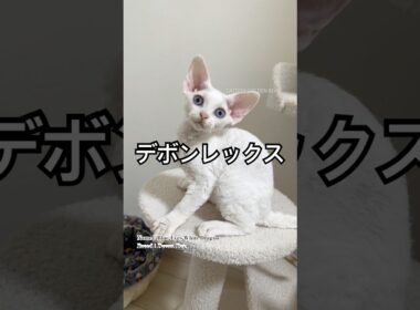 当ゴールデンレックスキャッテリーの子猫。 #デボンレックス #devonrex #ブリーダー #子猫 #こねこ #でぼんれっくす #デボン #巻き毛 #goldenrex #shorts #白猫