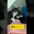 【音声あり推奨】かくれんぼ好きな子猫たちの名前を呼んだ時の反応が可愛すぎた #shorts