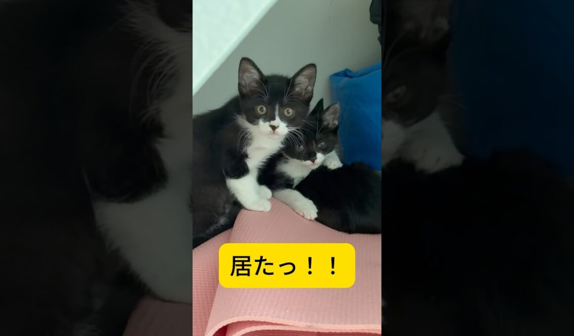 【音声あり推奨】かくれんぼ好きな子猫たちの名前を呼んだ時の反応が可愛すぎた #shorts