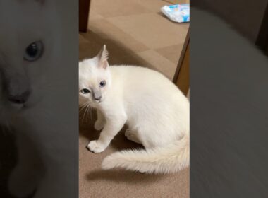 放置したらブチギレたなじ