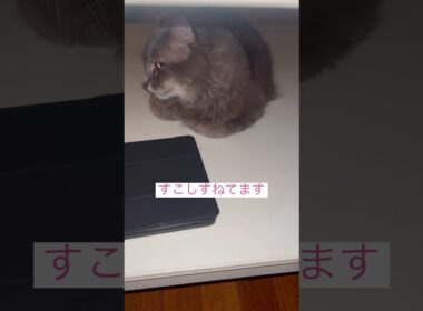 すこしすねてます #ねこ動画 #アメリカンカール