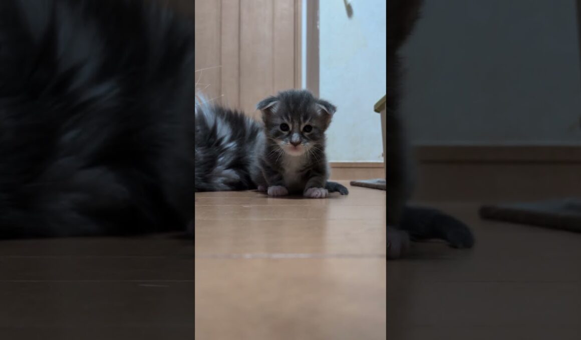 縫いぐるみのようなメインクーン赤ちゃんジョーニー君