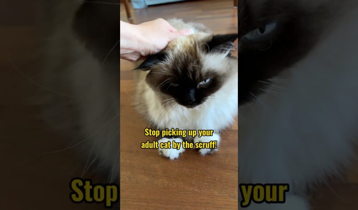 Never Pick Up a Cat Like This! 🙀😢