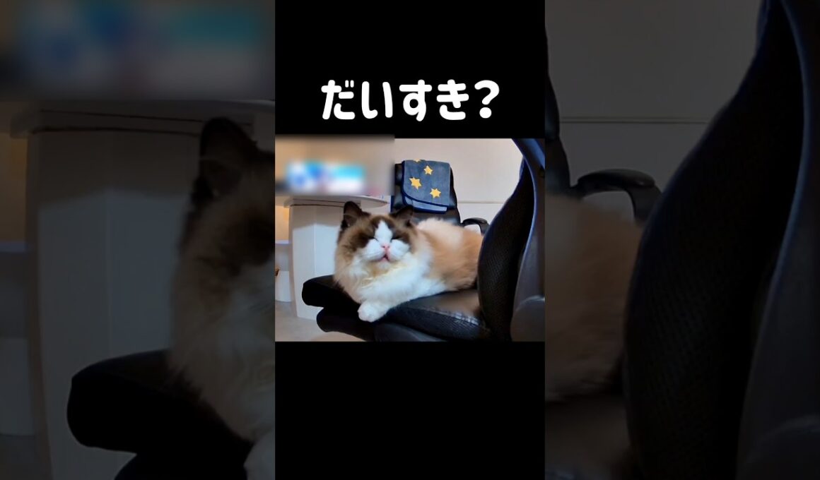 🐼♥️ #shorts #猫 #ラグドール #甘えん坊猫 #ねこ #猫のいる暮らし