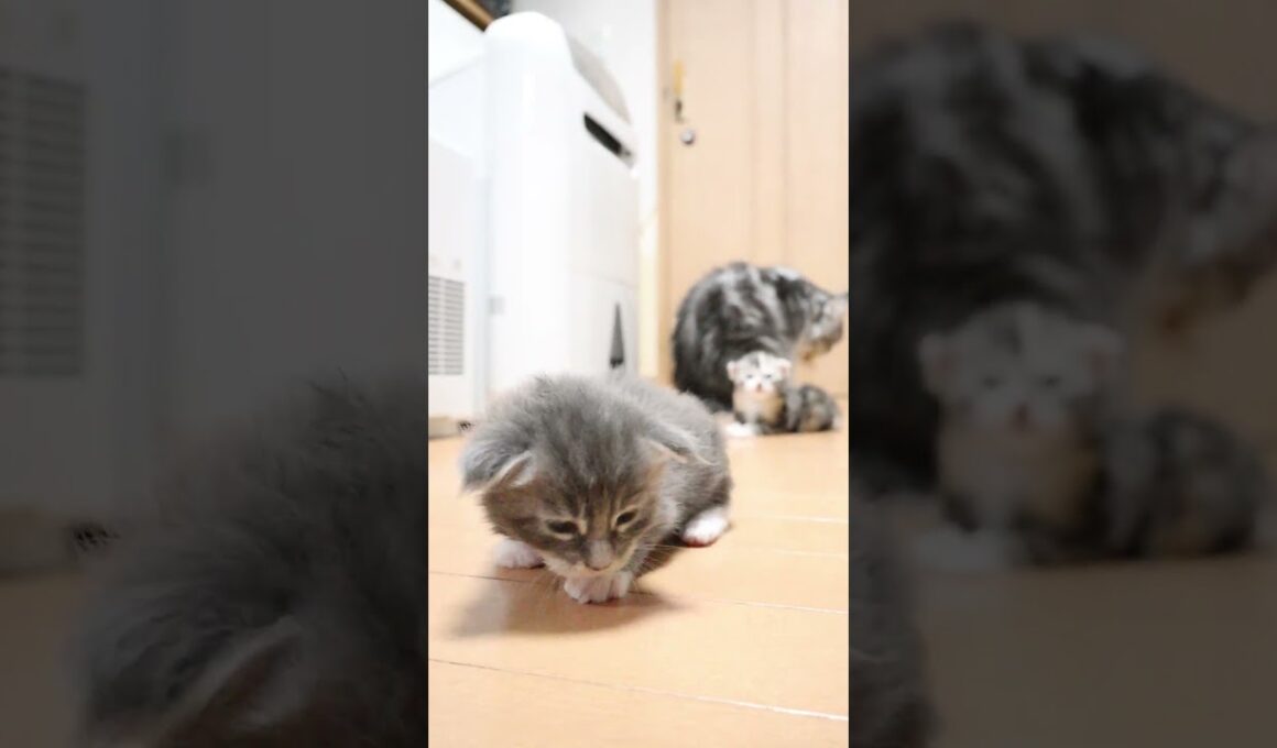 縫いぐるみのようなメインクーン赤ちゃんジョニー君