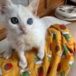 奇跡の子猫ルームからゲリラーーーイブ🐈