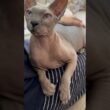 手の動き可愛い！ママに甘える猫スルタン【スフィンクス】