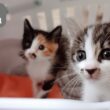 爆走していた子猫が甘えん坊モードになった【保護子猫】
