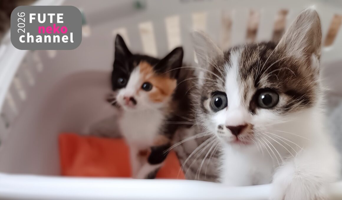 爆走していた子猫が甘えん坊モードになった【保護子猫】