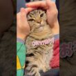 ブチキレるぷりぷり猫が可愛すぎる...笑 #cat #猫