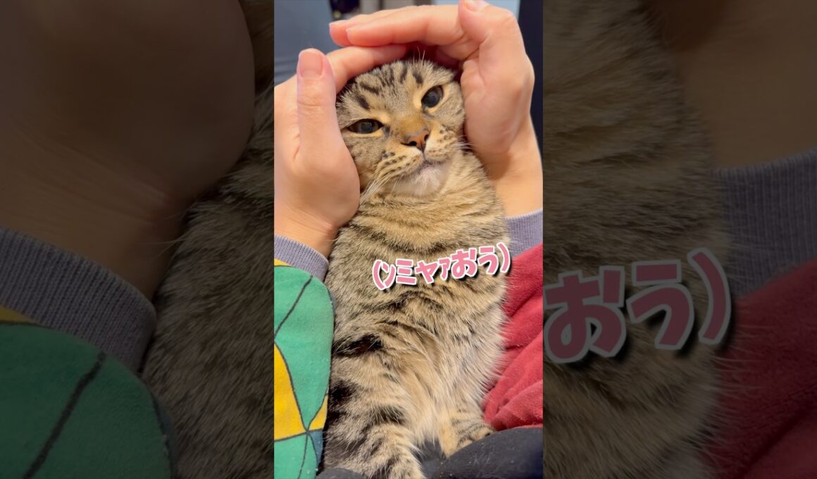 ブチキレるぷりぷり猫が可愛すぎる...笑 #cat #猫