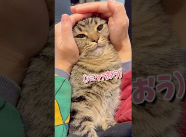 ブチキレるぷりぷり猫が可愛すぎる...笑 #cat #猫