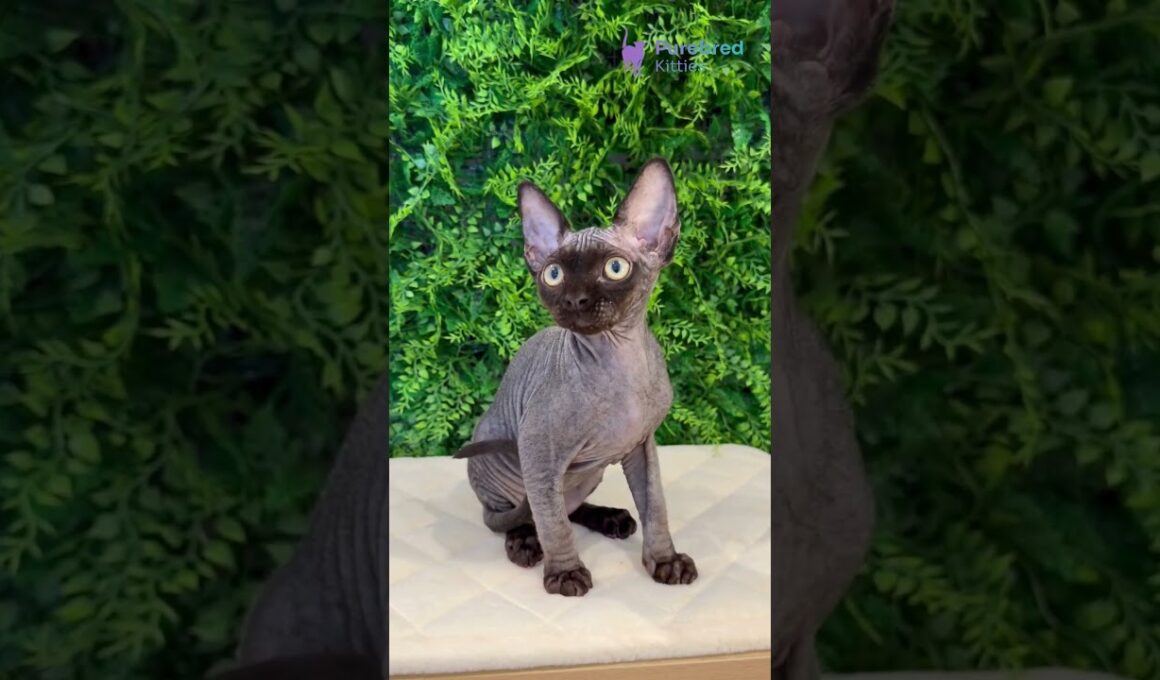 Meet Aston: Black Devon Rex Boy with Golden Eyes 🖤✨ #DevonRex #DevonRexKitten #BlackCat