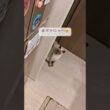 「ちょっと待って」が待てない甘えん坊猫🥹🐾