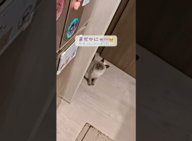 「ちょっと待って」が待てない甘えん坊猫🥹🐾