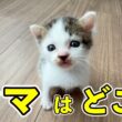 ママとはぐれた生後約一週間の子猫を保護