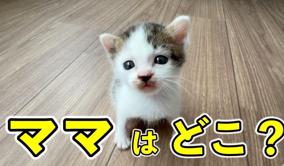 ママとはぐれた生後約一週間の子猫を保護